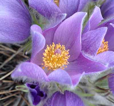 Purple Flower